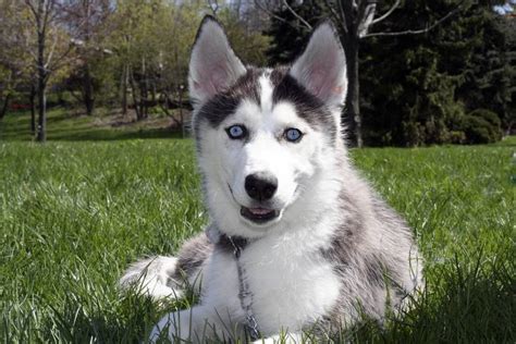 You want the best food for a husky puppy so a good place to start is quality food from a manufacturer with a reputation for excellence such as merrick. The Best Dog Food For Siberian Huskies - From Puppy to Adult