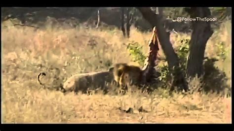 Lion Canned Hunting Footage Youtube
