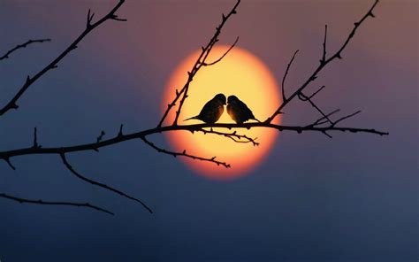 Birds At Sunset Wallpapers High Quality Download Free