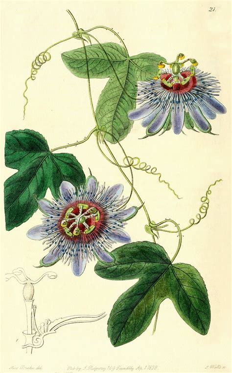 Passion Vine Illustration Circa 1838 Passiflora Pinterest