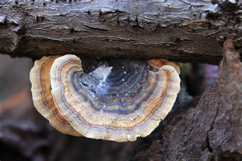 Keep up with traditional treatments and use turkey tail extract only to supplement your regular cancer therapy. Health Benefits of Turkey Tail Mushrooms