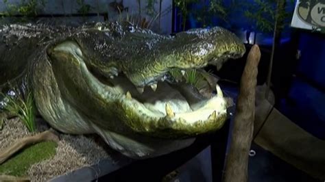 World Record American Alligator On Display At Montgomery Zoo