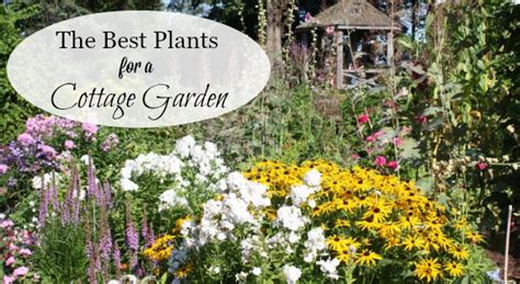 Imagine masses of hollyhocks, daisies, phlox, catmint, and foxgloves mingling together and spilling out of garden beds. A List of Cottage Garden Plants; The Ultimate Guide