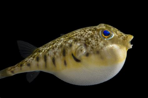 Floating Island Underwater Creatures Fish Tanks Seafood Aquarium