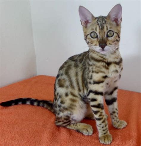 Search our database to find breeders by locations for nearby catteries or choose specific bengal cat colors and patterns. Bengal Cats For Sale | Cincinnati, OH #93906 | Petzlover