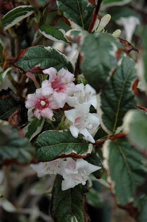 Photos, address, and phone number, opening hours, photos, and user reviews on yandex.maps. Magical Fantasy Weigela (Weigela florida 'Magical Fantasy ...