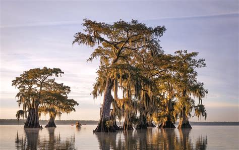 Louisiana Swamp Wallpapers Top Free Louisiana Swamp Backgrounds