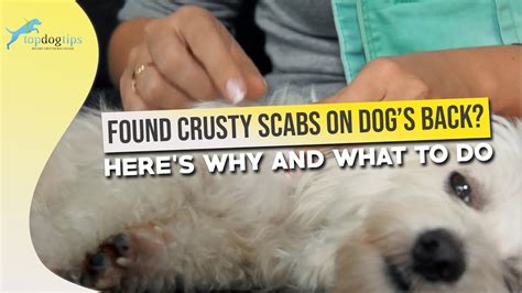 Found Crusty Scabs On Dogs Back Heres Why And What To Do Youtube