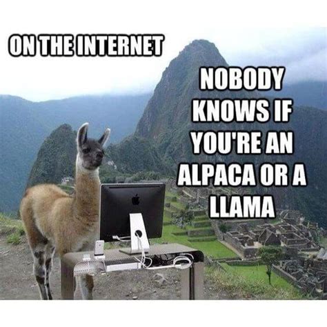 38 Alpaca Memes That Will Either Be The Funniest Or Weirdest Thing You