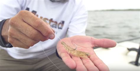 I went surf fishing at the dauphin island beach this summer. How To Hook Shrimp Like A Fishing Pro (VIDEO)