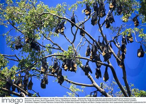Spectacled Flying Fox Pteropus Conspicillatus Large Group Hanging On