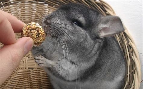 Customers always ask 'what is the best frog for beginners' so we thought that it would be useful to list our top 5. 14 Chinchilla Care Services | Chinchillas As Pets