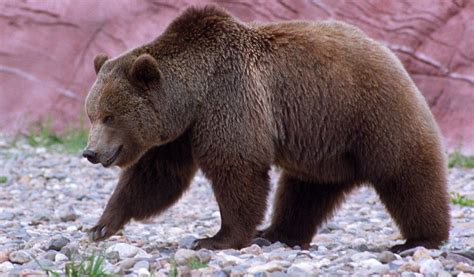 Grizzly Bear Key Facts Information And Pictures