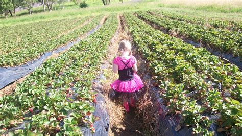 How to go Strawberry Picking in Brisbane | Brisbane Kids