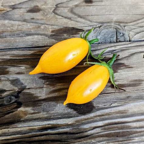 Guinel Yellow Cascading Tomato Meraki Seeds