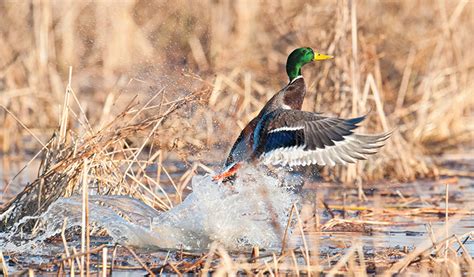Duck Hunting Tips A Comprehensive Guide For Beginners Hunting Note