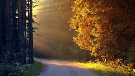 Road Sunlight Trees Forest Hd Wallpaper Nature And Landscape