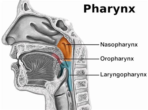 What Is The Role Of The Pharynx Slideshare