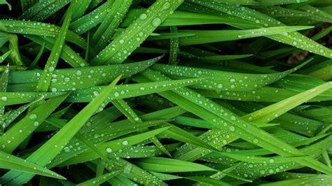 Green Leafed Plant Grass Green Water Water Drops Hd Wallpaper