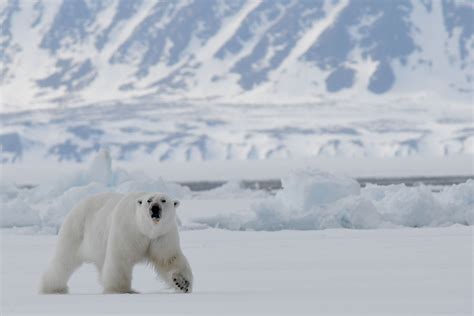 Alaska Polar Bears