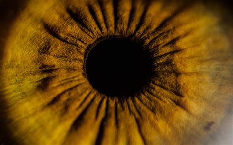 Human Iris My Left Eye Iris ☰☵ Michele M F Flickr
