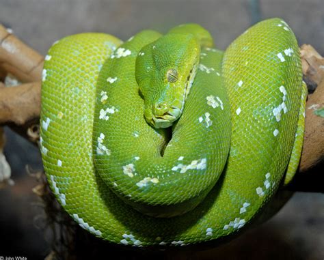 Some Snakes Emerald Tree Boa Corallus Canina35646