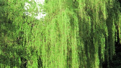 Diseases On Weeping Willow Trees Garden Guides