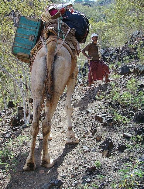 Dangerous camel qurbani eid ul adha camel qurbani 2020. Out Of Hadhramout: Socotra: Sights and People