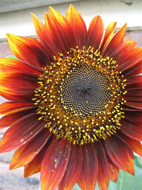 orange sunflowers - Google Search | Sunflowers | Pinterest | Sunflowers ...