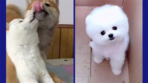 Baby Dogs With Cute And Funny Dog Compilation Videos2020 ️ Cutedogs