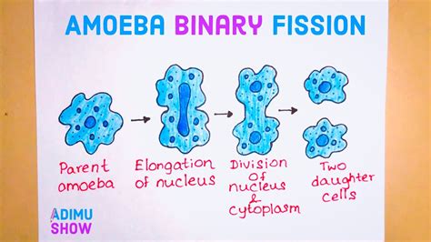 How To Draw Binary Fission In Amoeba YouTube