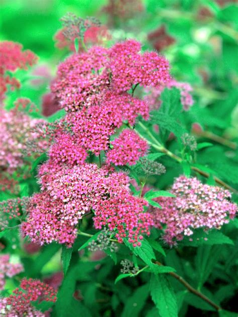 Plant Spireas To Fill Your Landscape With 3 Seasons Of Color Plants
