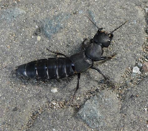 Beyond pest control is a fast reliable pest control company. Devil's Coach-horse Beetle | Flickr - Photo Sharing!