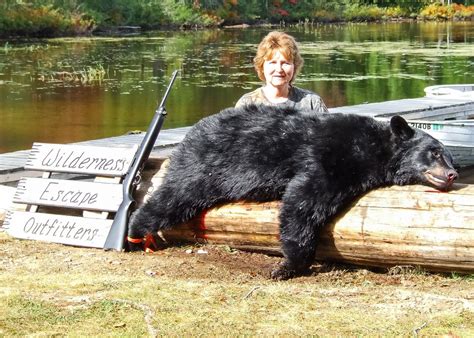 Maine Bear Hunting Over Bait Fully Guided Maine Bear Hunts