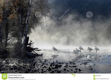 Morning Mist With Birds Stock Photo Image Of Newspaper 3653034