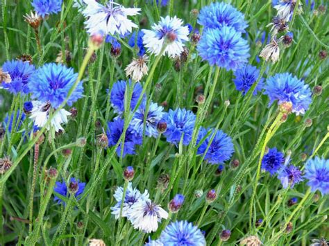 A Complete Guide On Growing Cornflower For Perfect Perennial Blooms