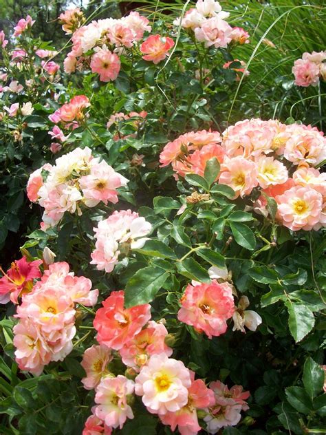 Terrain Horticulture In Dallas Landscaping With Roses Drift Roses