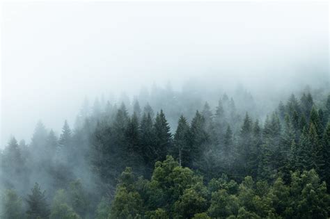 Mountain Forest With Fog Photowallpaper Wallco