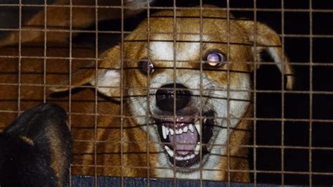 Rabies affects humans and other mammals but is most common in carnivores (flesh eaters). Rabies