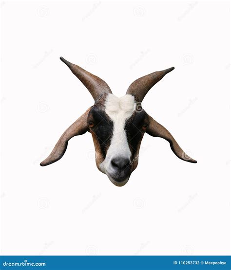 Head Of Brown Goat Isolated On White Background Stock Photo Image Of