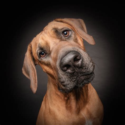 Pet Photography In Singapore Professional Dog Photography
