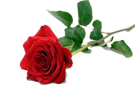 Single Red Rose Png Pic Png Mart