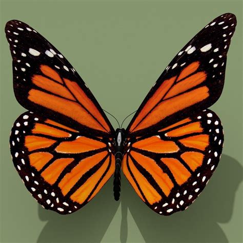 Monarch Butterfly 3d Model Cgtrader