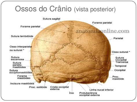 Vista Posterior Completa Anatomia Humana I