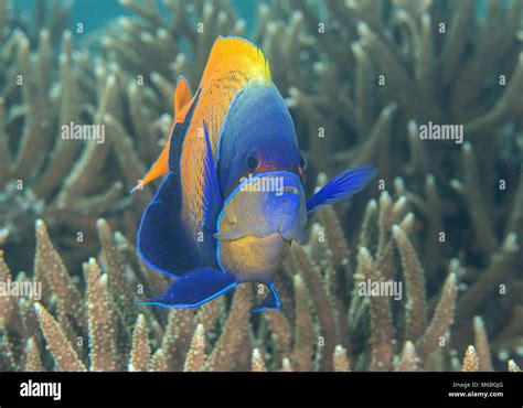 Blueface Or Yellowface Angelfish Pomacanthus Xanthometopon Swimming