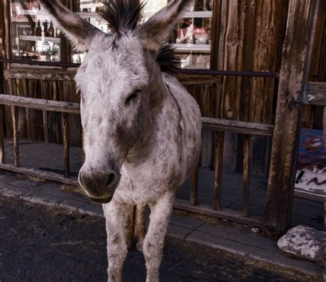 Donkey Free Stock Photo Public Domain Pictures