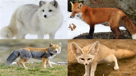 Fox Name Generator Find The Best Name For Your Pet Fox Petpress