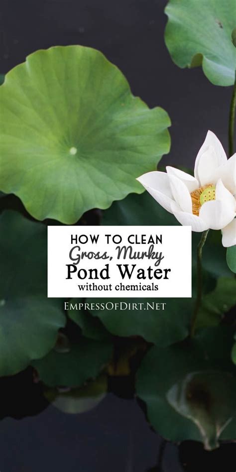 is your garden pond water gross and murky like pea soup instead of sparkling clear the way it