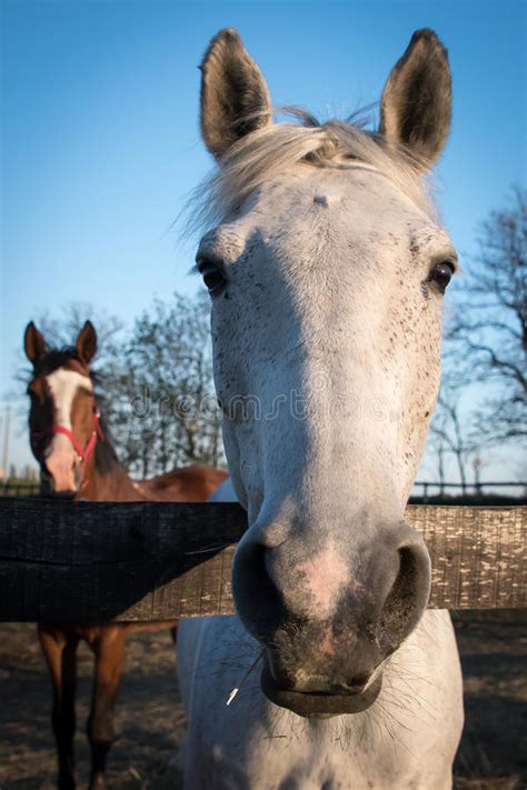 Horse Portrait Stock Image Image Of Animal White Portrait 71197167