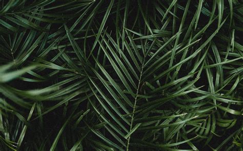 Download Wallpaper 3840x2400 Palm Leaves Branches Plant